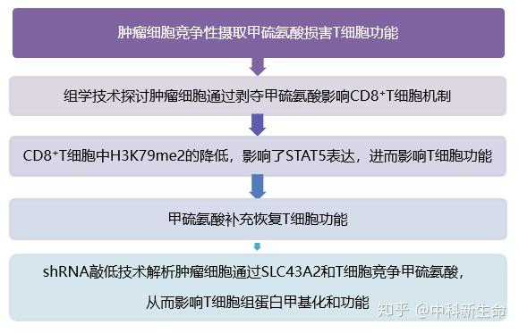 癌症治疗最新进展，突破与创新的前沿领域探索