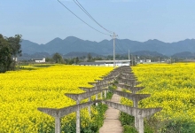 王寨镇天气预报更新通知